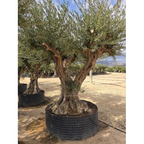 Olea tronco viejo selección circunf. 140/160 CTM